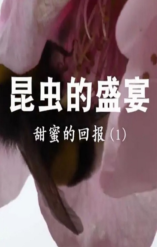 2020年国产大陆纪录片《昆虫的盛宴》全8集