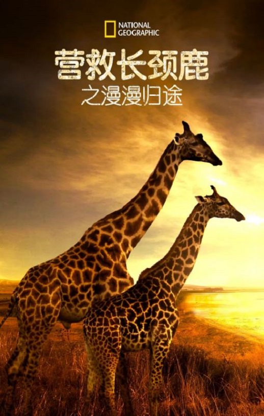 2022年美国纪录片《营救长颈鹿之漫漫归途》HD英语中字